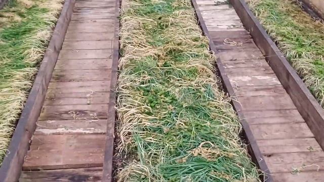 Ах, снег снежок. Моя теплица зимой. Закладка снега в теплицу. смотреть онлайн