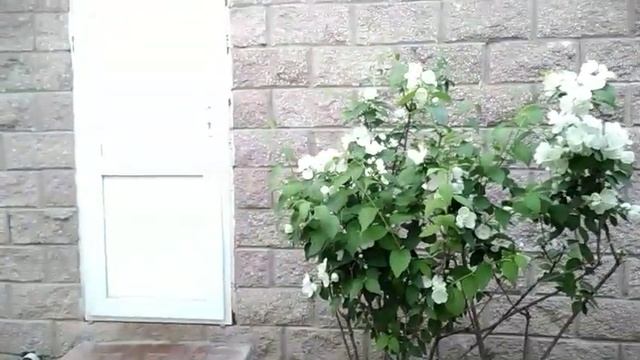 Обзор цветущих и плодоносящих растений в саду смотреть онлайн