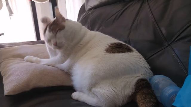 Кот Ури умывается смотреть онлайн