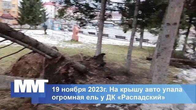 Жесть на крышу авто упало дерево Междуреченск смотреть онлайн