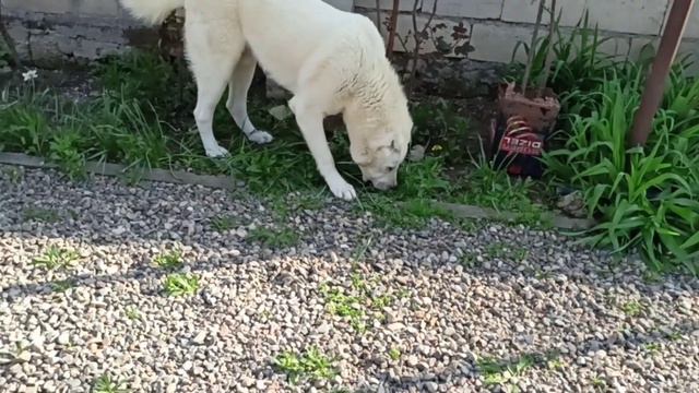 Новый Волкодав Квадрат ссылка в описании 😉 и наши вредители Хода и Афина смотреть онлайн