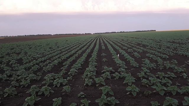 Подкормка подсолнечника 5 пара листьев смотреть онлайн