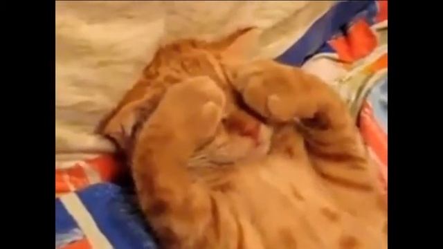 13 Shy little kitten dreams Маленькому стеснительному котенку снятся сны смотреть онлайн