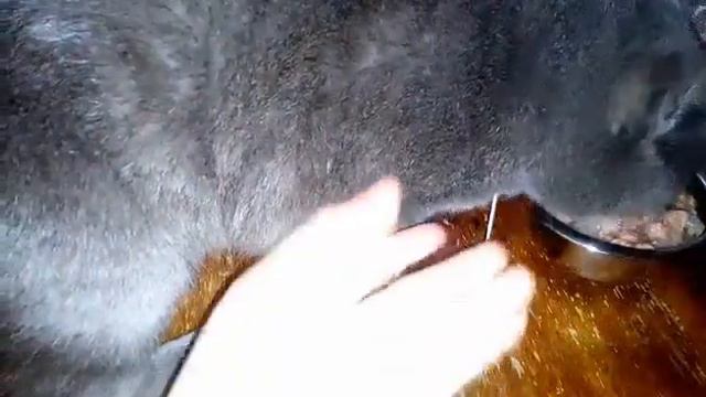 Покупки из зоомагазина!