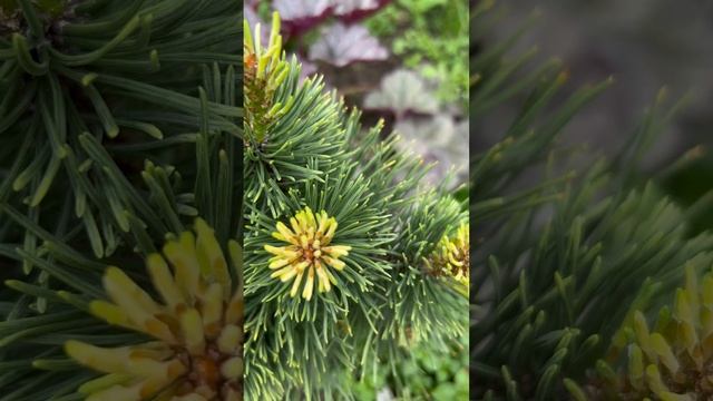PINUS MUGO “PAL MALETER”. ?ПРИРОСТЫ. #pinus #сосна смотреть онлайн