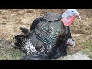 Индюк топчет индюшку//как кричат индюки