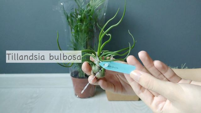 Unbox with me | Buying plants on Shopee смотреть онлайн