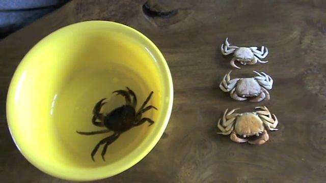 Пресноводный краб Crab смотреть онлайн