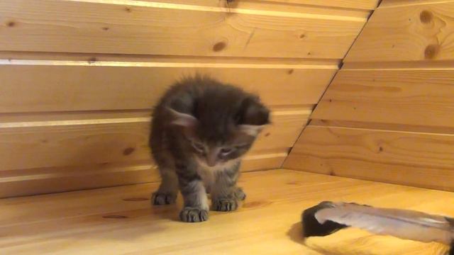Lubim Amorecoon 7 weeks смотреть онлайн