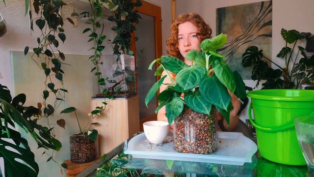 REPOT WITH ME! Answering Questions + Terrarium Upgrade