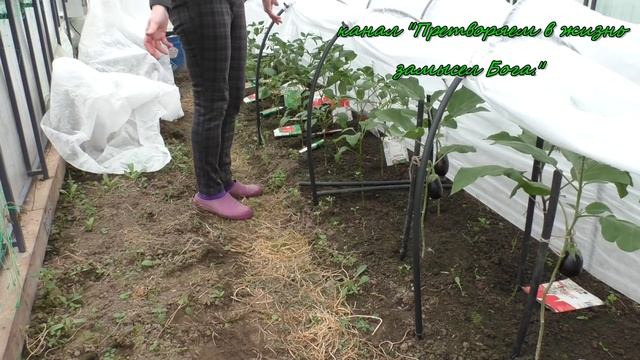 Первые плоды баклажанов в мае,в тепличке" Урожайная". смотреть онлайн