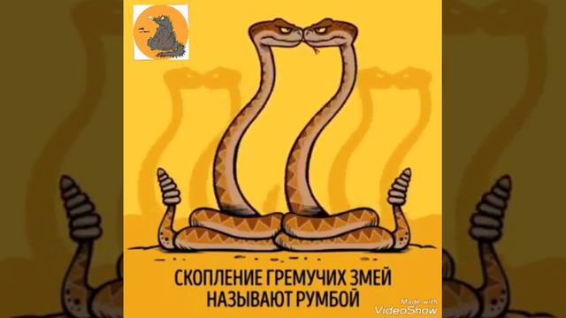 СМешные факты о животных смотреть онлайн