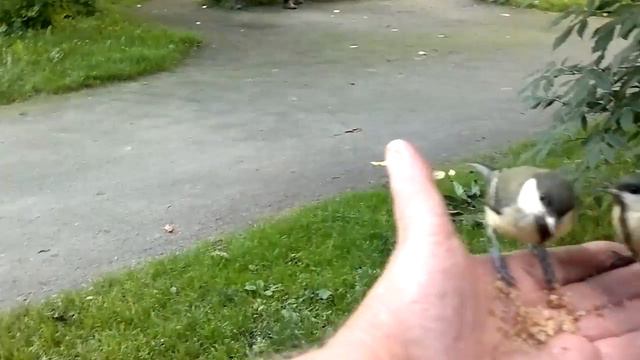 сидел на скамейке синички меня нашли. 28.7.2017  11:33