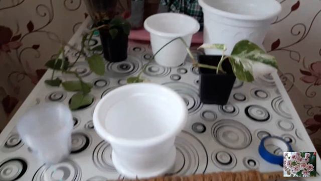 КОМНАТНЫЕ ЦВЕТЫ. смотреть онлайн