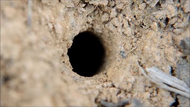 личинка жука-скакуна смотреть онлайн