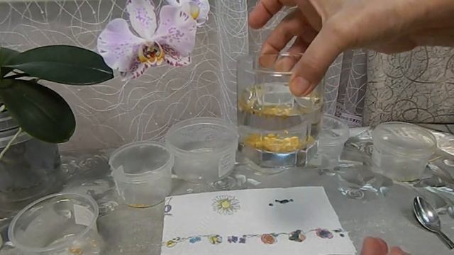 Как проверить семена перца на всхожесть смотреть онлайн