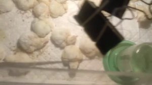 Вывод цыплят из пищевого магазинного яйца.