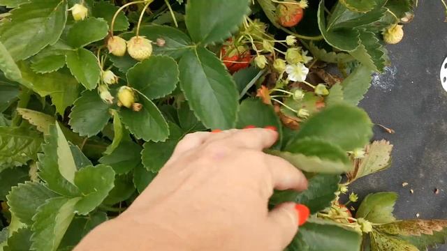 Фенг сянг!!! Бомбический сорт!!!!! Самый урожайный!!!