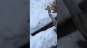 Охота на норку капканом.