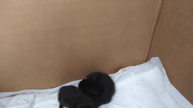 Котятам мейн-кун 2 недели!!! смотреть онлайн