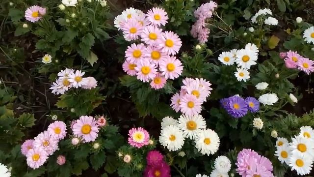 Callistephus (China Aster) Very Beautiful Flowers