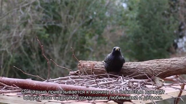 Русский охотничий спаниель смотреть онлайн