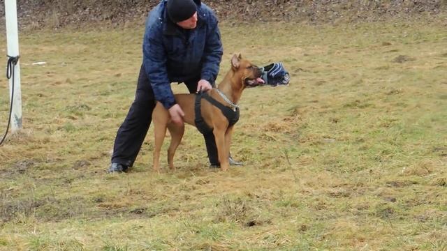 Cane Corso Protection\ Защита кане корсо