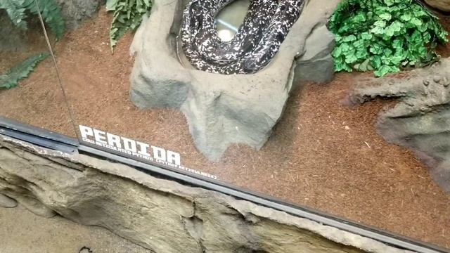 Visiting Brian Barczyk's Reptarium. Snakes, Lizards, and more. смотреть онлайн