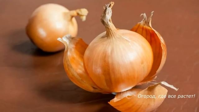 317. О пользе луковой шелухи и зеленки для растений смотреть онлайн