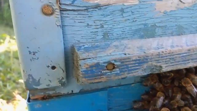 Пчелы выгоняют трутней из улья . смотреть онлайн