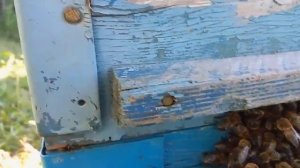 Пчелы выгоняют трутней из улья .