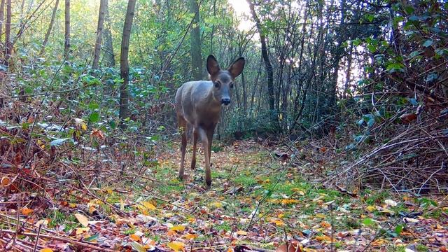 Once Upon a Forest - Episode 5: Autumn смотреть онлайн