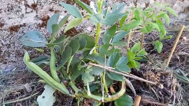 1. Introduction au non travail du sol смотреть онлайн