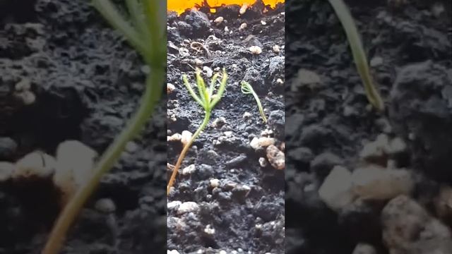 Сосна из шишек смотреть онлайн