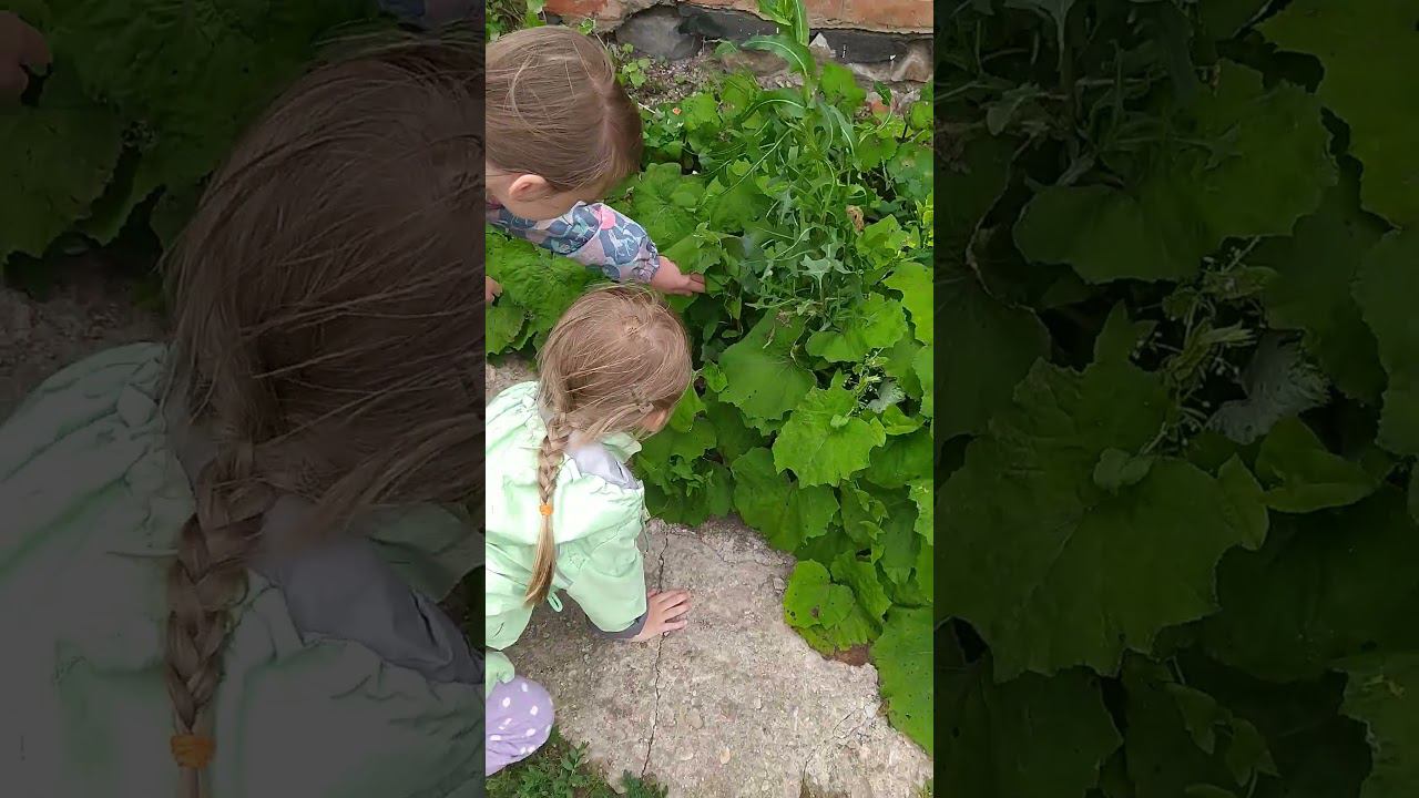 свободу попугаям #воробей #sparrow смотреть онлайн