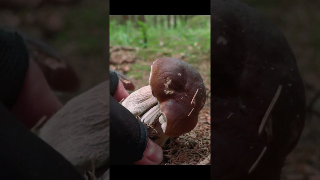 КАКИЕ ЖЕ ОНИ КЛАССНЫЕ - БЕЛЫЕ ГРИБЫ! #mushroom #еда #природа #boletusedulis #боровики