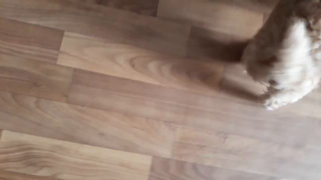 Трюк вальс, off, купируем пищевую агрессию у щенка ( в конце). Маруся форевер))) смотреть онлайн