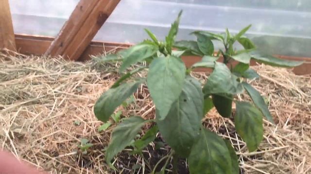 Острый перец в теплице . Хабанеро . Халопенья . Бикинье . смотреть онлайн