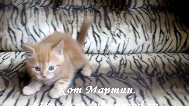 Мартин, кот, скоттиш-страйт, окрас красный мраморный. смотреть онлайн