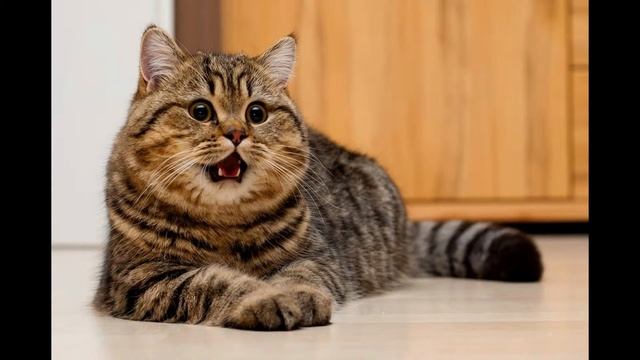 № 39. Глаза-ЗЕРКАЛО кошачьей ДУШИ.