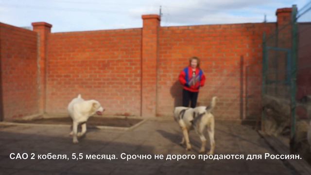 Щенки подростки Среднеазиатской овчарки алабаи. www.r-risk.ru 79262205603 Татьяна Ягодкина