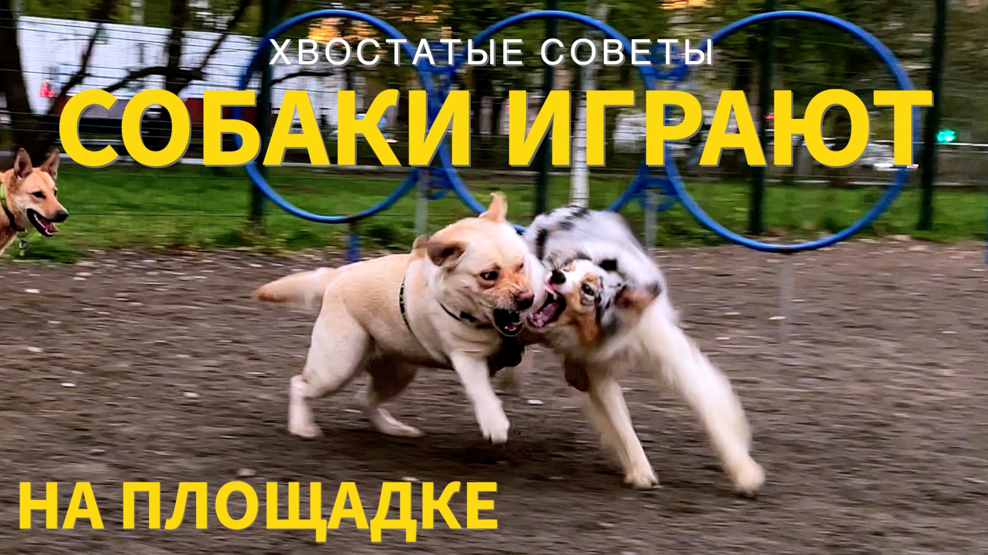 НА ПРОГУЛКЕ №1 — Собаки играют вместе на собачьей площадке смотреть онлайн