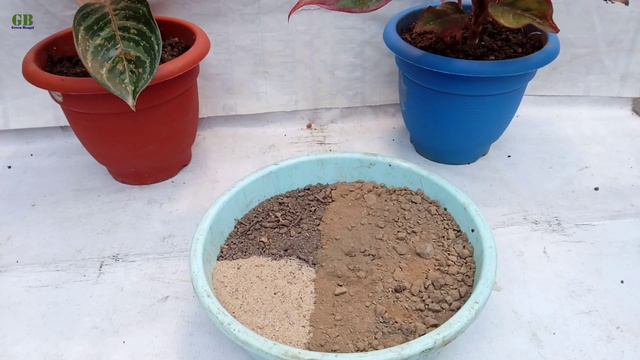 How to propagate chinese evergreen or aglaonema plant and care tips смотреть онлайн
