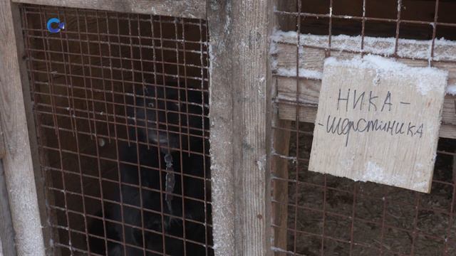 Зоозащитники и ветеринары посетили Медвежьегорский приют для животных смотреть онлайн