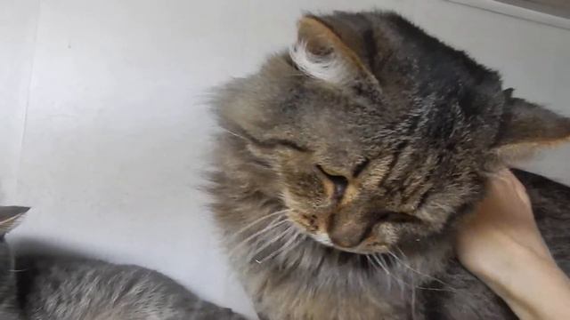Ромуальд смотреть онлайн
