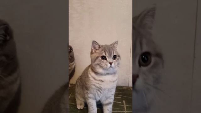 Рыси, кисточки на ушках, такие милые??? смотреть онлайн