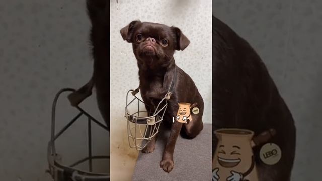 Ну и куда тут намордник одевать?? смотреть онлайн