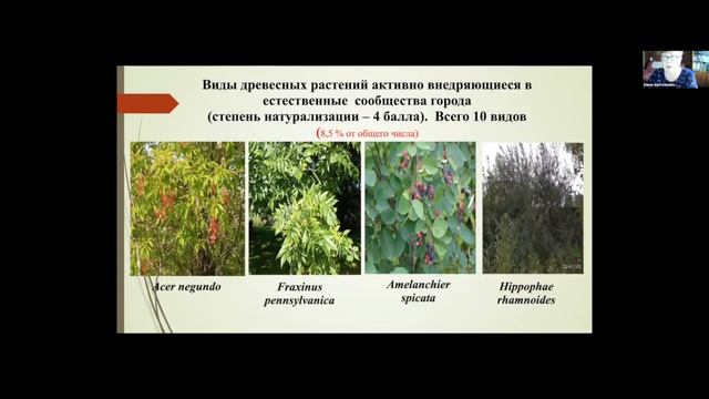 О натурализации чужеродных видов декоративных древесных растений в городе Иваново смотреть онлайн
