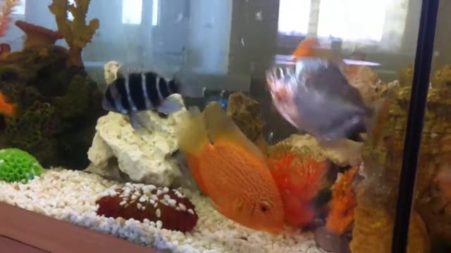 Аквариумные рыбки. Cyphotilapia frontosa новоселье смотреть онлайн