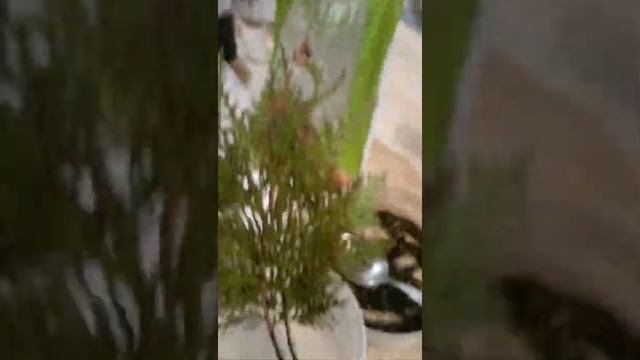 Размножение туи простым способом смотреть онлайн